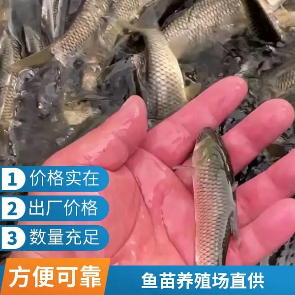 草鱼苗 鲤鱼苗 山东菏泽本地养殖场自产 夏花寸片鱼种