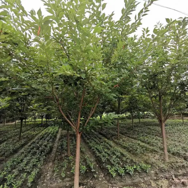 贵州樱花好树形价格 批发大规格樱花 和小规格的樱花 早樱 晚樱