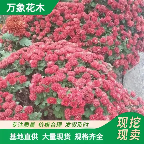 供应千头菊,鸡冠花,一串红,孔雀草,矮牵牛,彩叶草