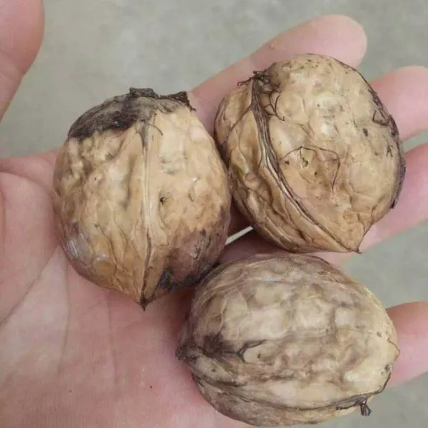 8518核桃苗 薄皮核桃苗辽宁小宋苗木基地
