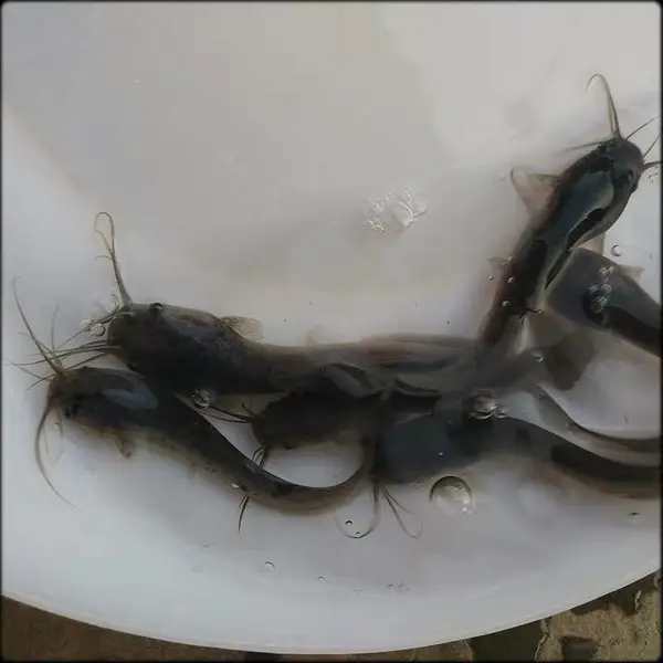 【2020水产旺季***系】养殖南方大口鲶鱼鱼苗 健康无病土塘鲺埃及鲶鱼苗 养殖技术指导