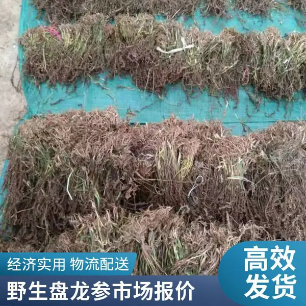 中药材 盘龙参 含量高效果好 奇弘堂供应人参果