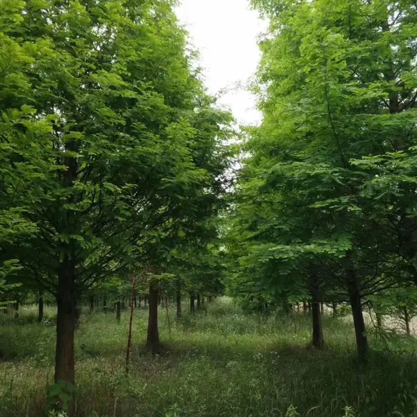 10公分水杉批发基地水杉绿化精品苗工程苗2公分水杉-20公分水杉价格