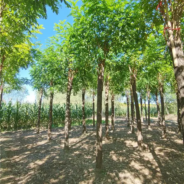 13公分香花槐-供应香花槐-绿化工程-常规树种-发货快