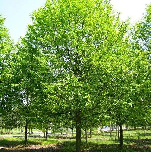 乐昌含笑价格_四川乐昌含笑基地_工程园林绿化苗木批发_成都名川园艺场
