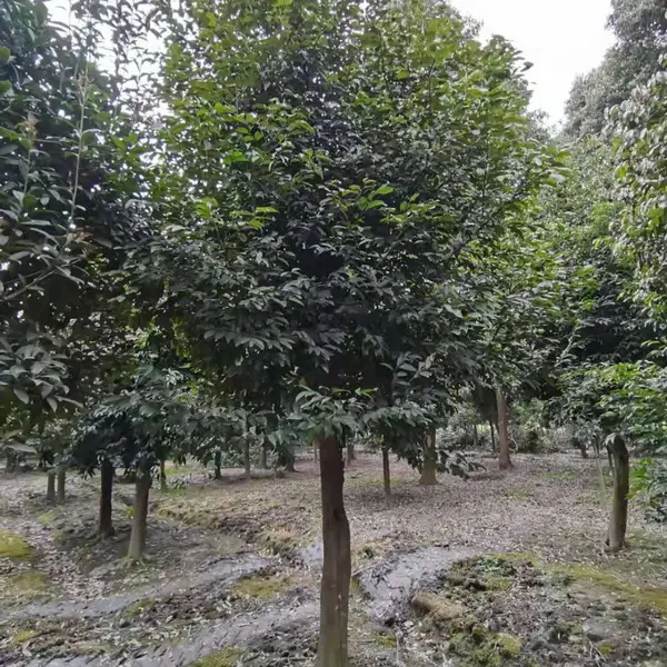 常绿天竺桂批发出售,天竺桂可供重庆种植。天竺桂基地