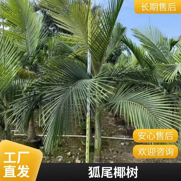 株高3-8米 狐尾椰子 风景树 规格齐全基地批发 工程绿化苗木