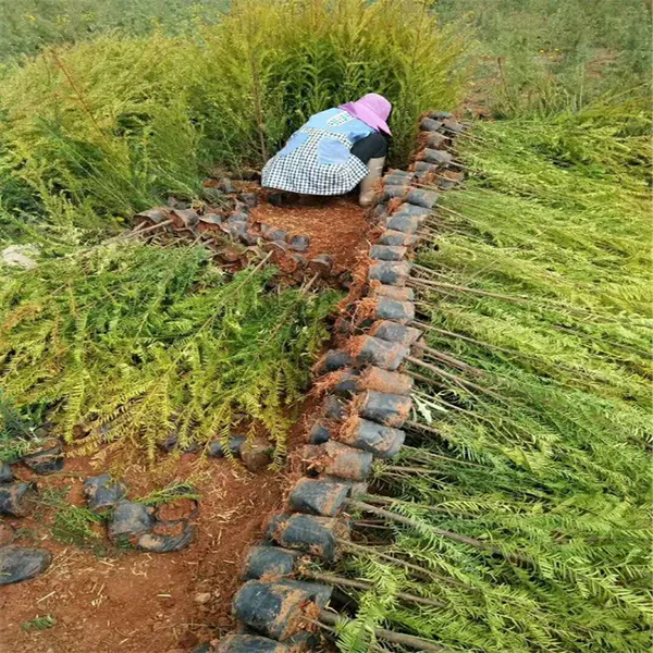 出售红豆杉 南方红豆杉小苗 东北曼地亚红豆杉小苗 现货供应