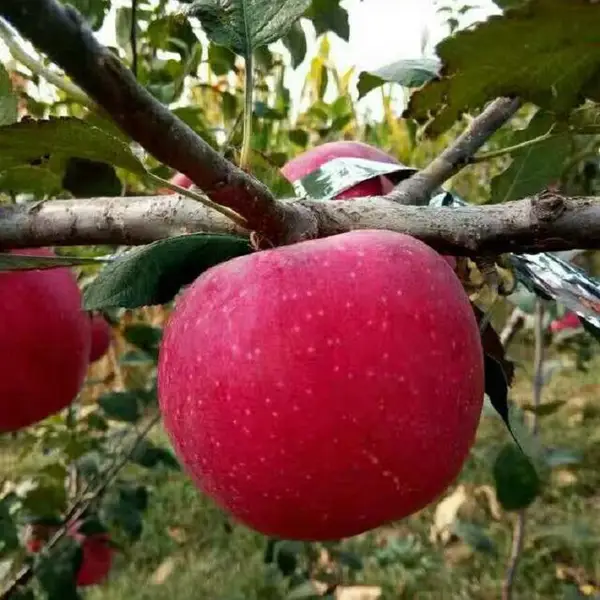 ����ˮ����ƻ���� ˮ����ƻ������ ������ϵ��ֲ