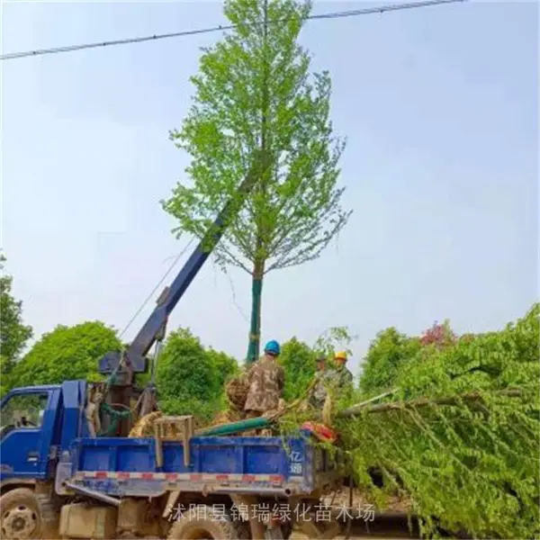 退林还耕8-10公分水杉树便宜卖 河胡堤岸公路美化风景树 抗污染