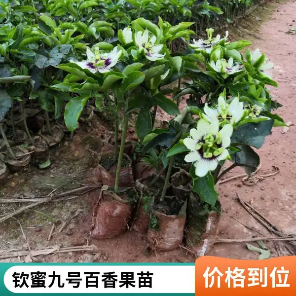 百香果带花大苗黄金台农紫香鸡蛋果树苗盆栽当年结果带盆发货
