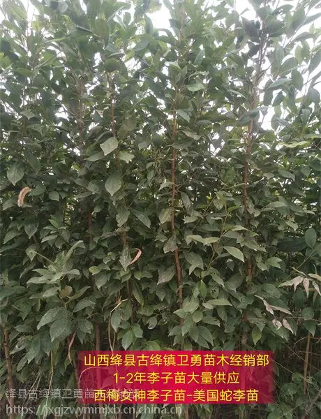 山西李子苗种植基地 供应 1-15公分占地李子树苗 价格低数量大