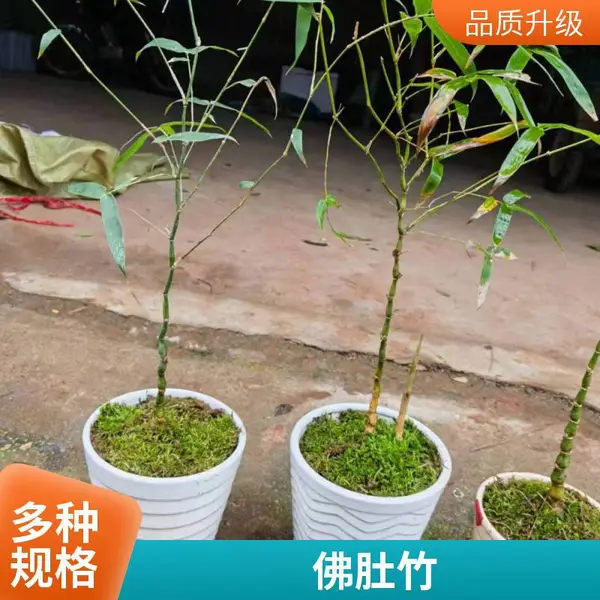 罗汉竹 别墅公园小区绿篱隔断绿化竹子竹苗 四季常青生长旺盛