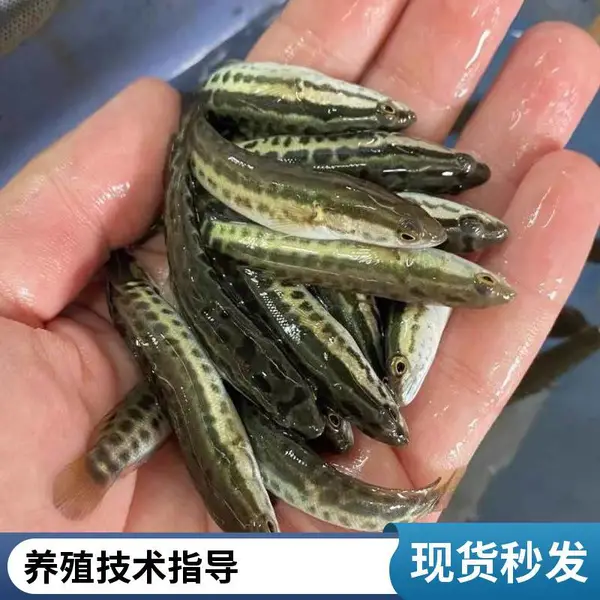 黑鱼苗泥鳅鱼苗 山东潍坊本地养殖场 常年供应优质苗种