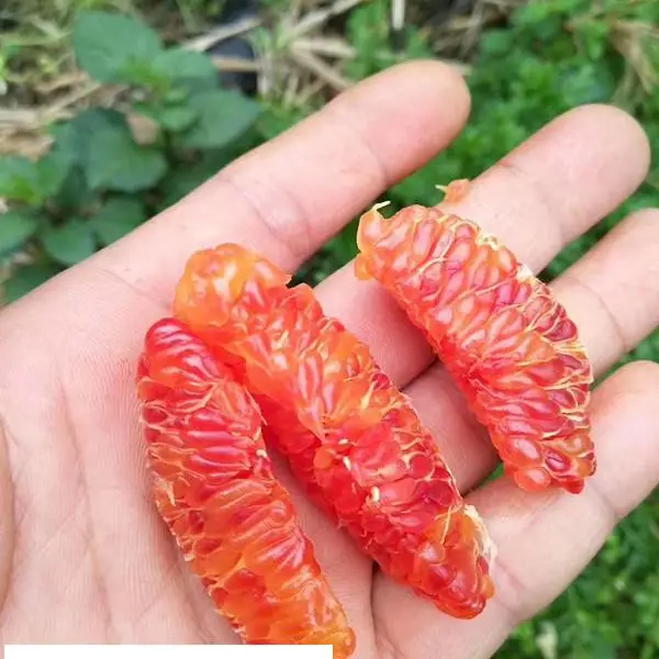 �º����̸��� �º����̹���