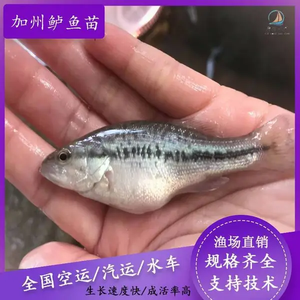 反季节鲈鱼苗 可空运七星鲈 供应优鲈一号种苗消毒