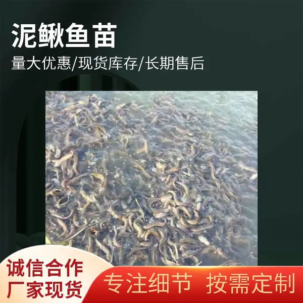 【港明水产量大支持空运陆运水车运服务】泥鳅苗3到5厘米 水花寸苗 台湾泥鳅苗活体