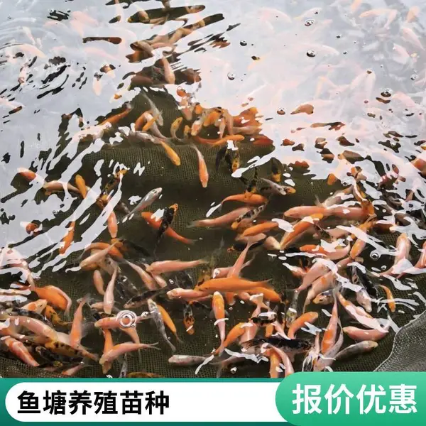 生态农庄选观赏鱼苗 山东泰安本地观赏鱼苗锦鲤鱼苗养殖场 诚信经营