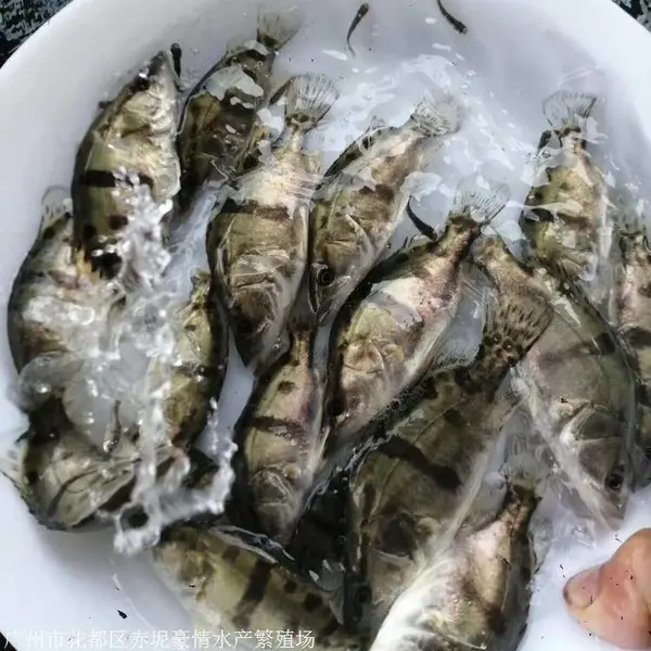 ���������������� �泡***