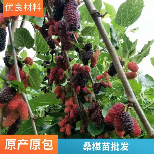 亲子采摘休闲农庄种植桑葚树苗果桑苗厂家生产 桑葚苗批发