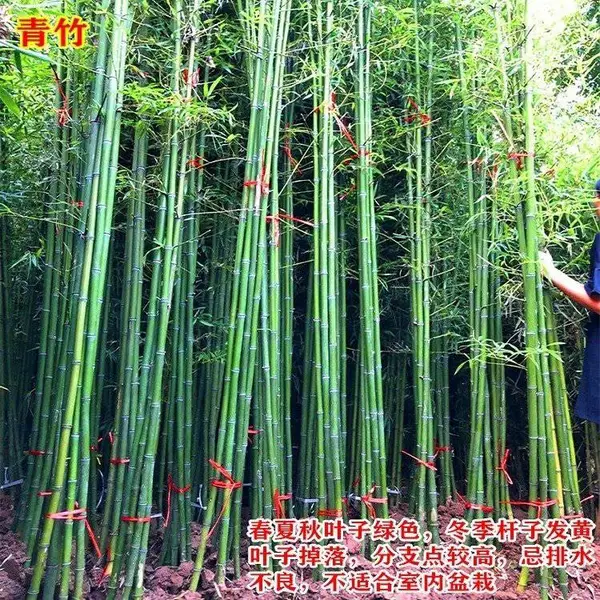 ͥԺ�̻�ֲ�������� �ƽ����� ����ë���������