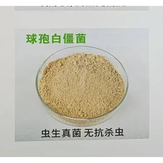 白僵菌 球孢白僵菌厂家微生物菌有机农业种植生物绿僵菌白僵菌