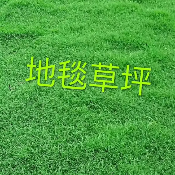 �󹺹��򶫸۷�Ǿ�������С����԰ѧУ��ƺ