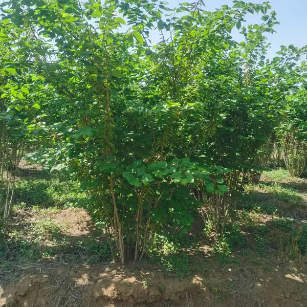 紫荆树苗基地直发 紫荆树苗基地直发绿化工程苗木供应 庭院观赏树