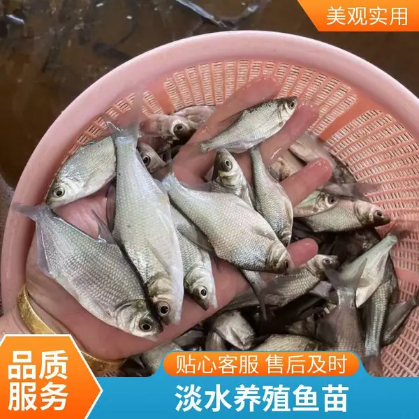 大规格三角边鱼苗 三角鲂鱼种 当年可达商品规格养殖种苗