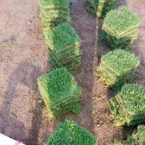 马尼拉草皮 南充足球场用的中华结缕草***格 ***