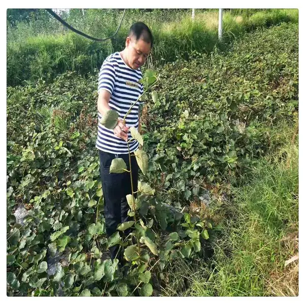 ����⨺����������Ǯһ�� �������ļ޽�⨺���������