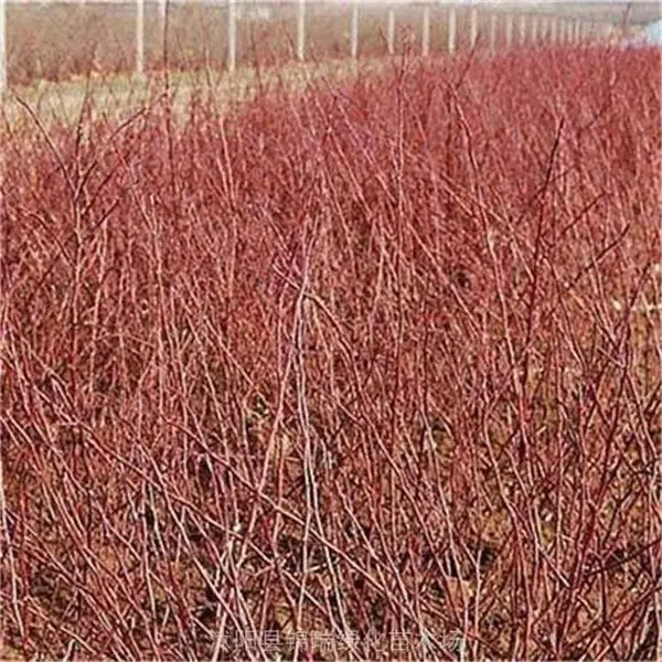 江苏四季玫瑰种植基地 四季玫瑰苗 ***