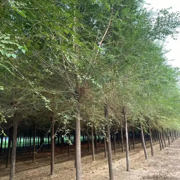 陕西汉中二乔苗木榆树小苗基地装车价格,2公分榆树苗厂家批发,榆树小苗产地报价