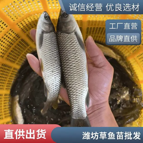 山东潍坊本地草鱼苗鲤鱼鱼苗养殖场草鱼苗鲤鱼苗可专车发货