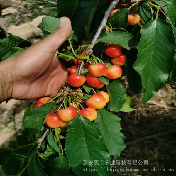 ������ӣ����޽Ӻ������� ����ƹ�ӣ��Ʒ�� ��ũũҵӣ����