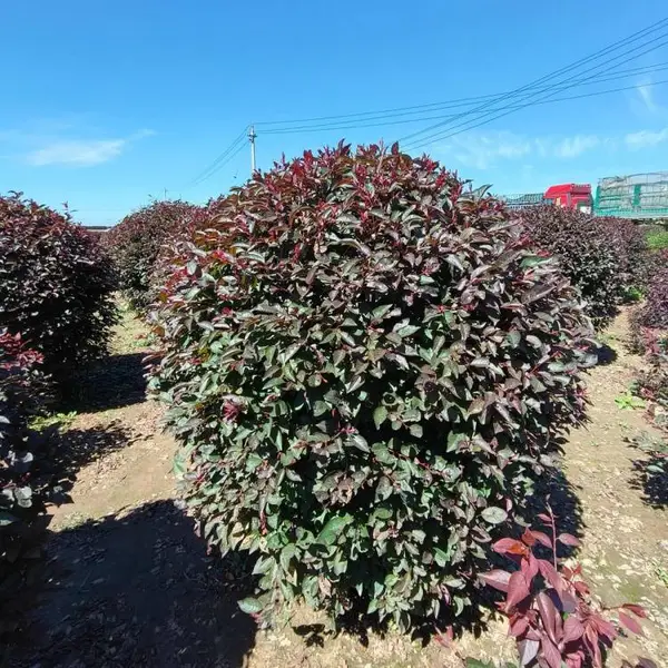 基地出售紫叶李球 园林庭院造景植物 景区路边绿化色块苗木