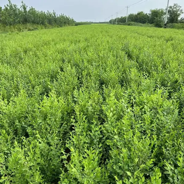 陕西渭南二乔苗木榆树苗种植基地装车价格,4公分榆树苗厂家批发,榆树小苗产地报价