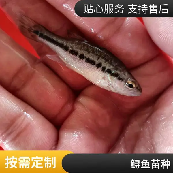 经验丰富 本地鲈鱼苗鲟鱼苗养殖场 潍坊基地 鲈鱼苗 鲟鱼苗 指导