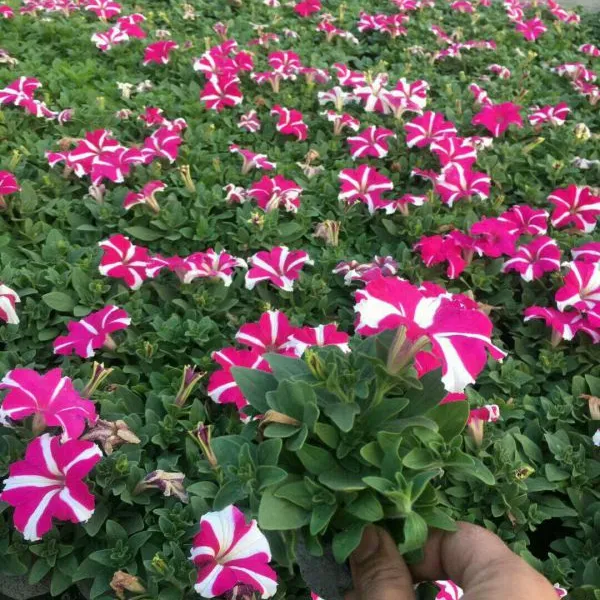成都花卉杯苗市场,20公分高花卉交易市场,矮牵牛基地