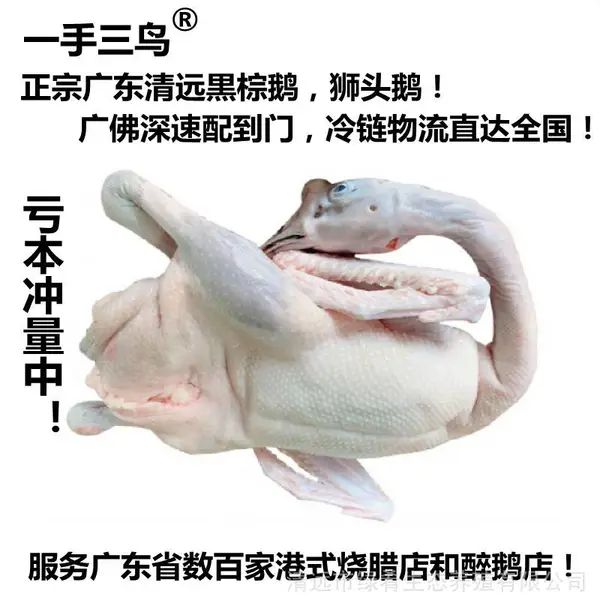 广东黑棕鹅棚鹅狮头鹅港式烧鹅醉鹅原材冰鲜鹅新鲜光鹅全国可发货