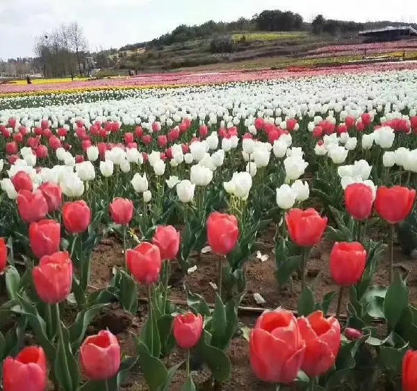 宁夏郁金香种植基地价格,郁金香花海苗供应基地