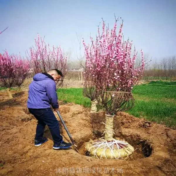 中国榆叶梅之乡 万亩高杆嫁接榆叶梅便宜又多 快讯