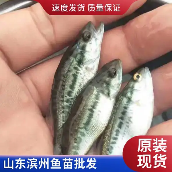淡水鱼苗供应 鲈鱼苗鲟鱼鱼苗 滨州本地养殖场 规格齐全