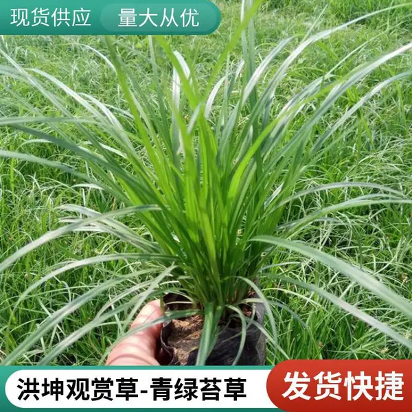 青绿苔草 小苗 苔草种植基地 涝峪苔草小杯苗 工程苔草 绿化草 观赏草