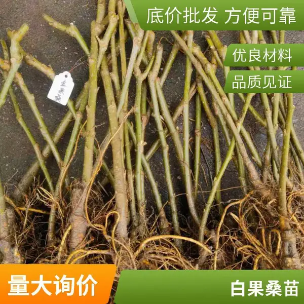 正品桑葚树苗嫁接桑树苗白珍珠果桑树苗南方北方种植当年结果