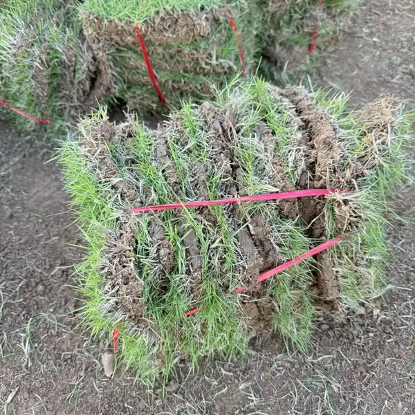基地直供天然草皮 马尼拉 / 兰引三号 庭院公园护坡绿化草坪
