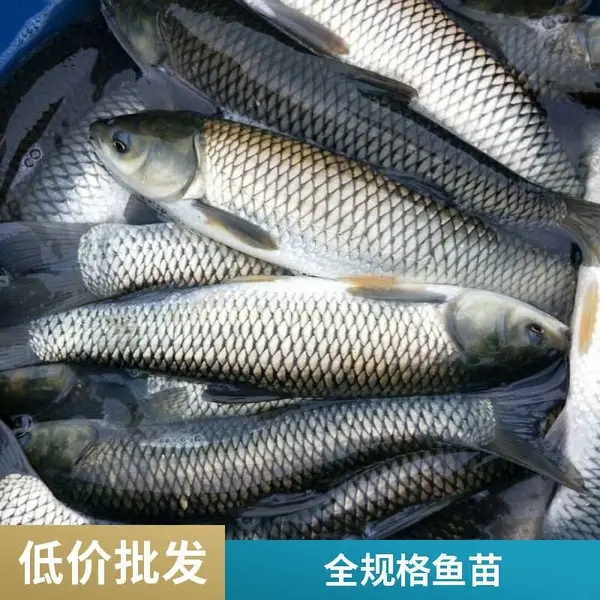 山西吕梁晋中草鱼苗供应鲤鱼苗养殖场优质鱼种科学放养