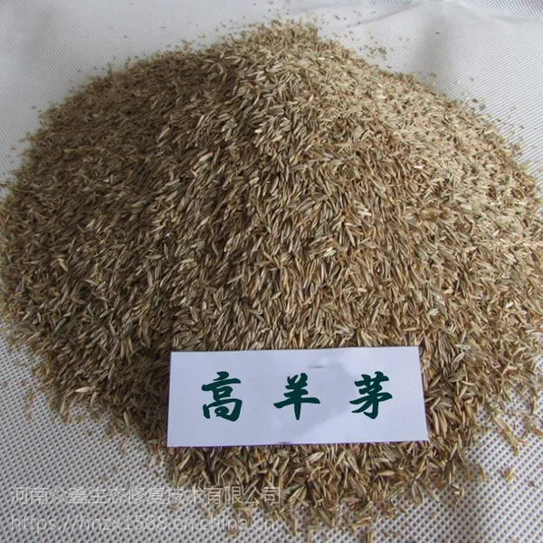 草坪种子边坡护坡种子高羊茅