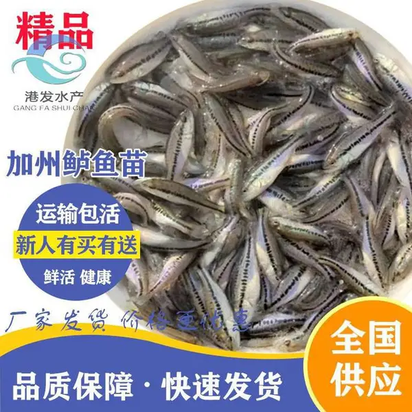 3-4厘米加州鲈鱼苗_加州鲈鱼水花苗批发_马鞍山当涂县基地***淡水鱼苗