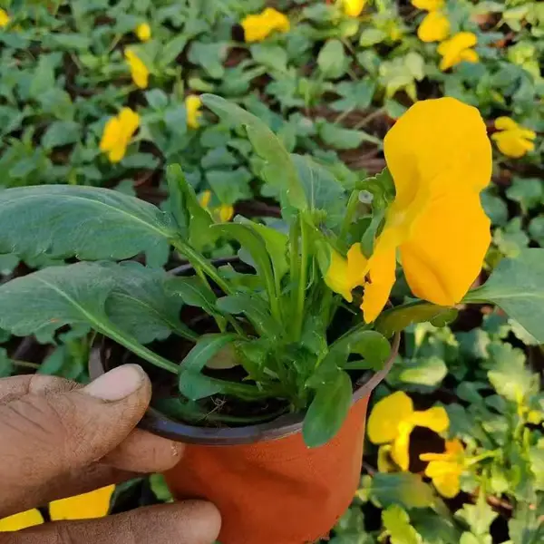 角堇 洪坤苗圃 花卉品种 三色堇 耐寒 基地批发 工程花苗 时令花卉